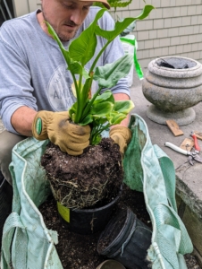 Here, Ryan pots up a calla lily, which will flower from early to late summer.