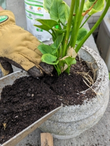 The plant is potted at the same depth it was in its plastic container. Ryan uses compost that was made right here at the farm.