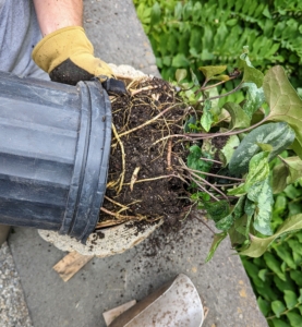 Next - wild ginger. Ryan carefully removes it from its pot. We always save these plastic pots for storing plants during the off season and for potting seedlings and bare root cuttings - nothing gets wasted here at the farm.