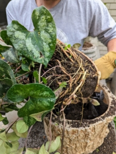 Before potting up the plant, Ryan makes sure to loosen the root ball. Loosening, also known as teasing or tickling, the roots before planting stimulates the roots and helps it form a good foundation.