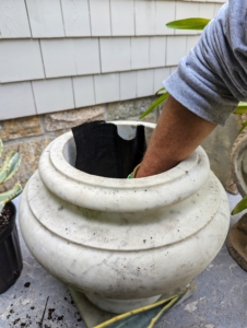 Ryan places a layer of weed cloth in the bottom of this urn to protect the vessel itself. This will also make it easier to remove the plant next autumn, when it is put back in the greenhouse for the cold season.