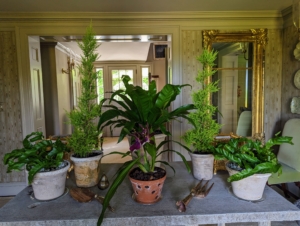 My head gardener, Ryan McCallister, also added various houseplants to decorate the rooms.