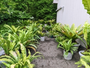 As the plants are removed from the hoop house, they’re grouped by type. Here are several potted bird’s nest ferns. Bird’s-nest fern is a common name for several related species of epiphytic ferns in the genus Asplenium.