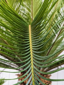 Here is a closer look at one of the fronds. The tips are quite pointy and sharp, so it’s best to keep it away from lots of foot traffic.