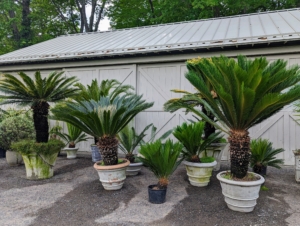 The sago palm, Cycas revoluta, is a popular houseplant known for its feathery foliage and ease of care. Sago palms prefer to be situated in well-drained soil, and like other cycad plants, do not respond well to overwatering.