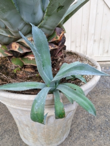 Agave plants spread without flowering by growing offshoots, called pups. These pups grow into new plants once they are separated from the main plant. They can easily be removed by exposing the connecting root and cutting through it. Once separated it can be replanted in another container.