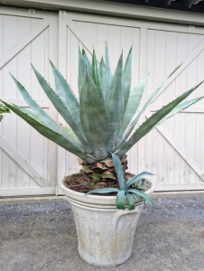 This potted agave is one of many in my collection. It is so beautiful, but be sure to keep agaves in low traffic areas, as their spikes can be very painful. And always wear gloves and eye protection when potting them up or dividing as the sap can burn. Agaves are exotic, deer-resistant, drought-tolerant plants that can live happily in containers. This blue agave has gray-blue spiky fleshy leaves. And do you know… tequila is actually distilled from the sap of the blue agave?