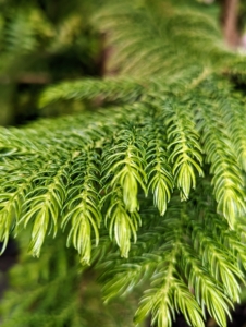I also have several Norfolk Island pine trees, Araucaria heterophylla. These are native to the South Pacific, so Norfolk Island pines prefer warmer, wetter climates between 65 and 70 degrees Fahrenheit – similar needs as my citrus trees. The foliage is medium green and needlelike with an awl shape.