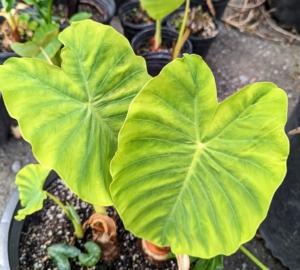 Here is a green colocasia. In contrast to Alocasia, the leaf tip of colocasia points downwards.