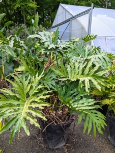 The foliage of philodendrons is usually green but may be coppery, red, or purplish with parallel leaf veins that are green or sometimes red or white.