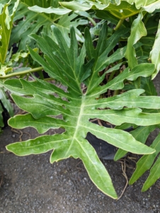 Shape, size, and texture of the leaves vary considerably, depending on species and maturity of the plant. I have many philodendrons that are growing so well here at Bedford.