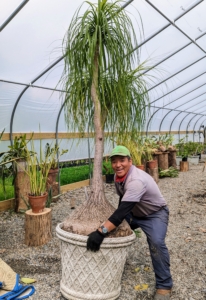 Here's Phurba moving one of the heavy container plants by hand. This is a potted Beaucarnea recurvata, the elephant’s foot or ponytail palm – a species of plant in the family Asparagaceae, native to the states of Tamaulipas, Veracruz and San Luis Potosí in eastern Mexico. Despite its common name, it is not closely related to the true palms. In fact, it is a member of the Agave family and is actually a succulent. It has a bulbous trunk, which is used to store water, and its long, hair-like leaves that grow from the top of the trunk like a ponytail, gives the plant its name.