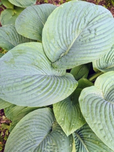 Some hosta clumps can grow to more than six feet across and four feet high.