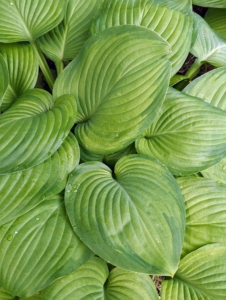 And always make sure your hostas are planted in good, well-drained, nutrient-rich soil with compost, well-rotted manure, and phosphorous.