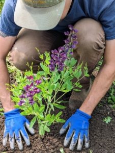 Baptisia produces loads of sturdy spikes filled with rich pea-like blossoms that emerge in mid to late spring.