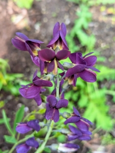 The showy terminal flower spikes are followed by inflated seed pods. The pea-like flowers are attractive to butterflies and other insect pollinators.