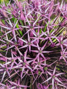 'Globemaster' is one of the biggest alliums. Small, silvery purple florets form stunning eight to 10-inch flower heads.