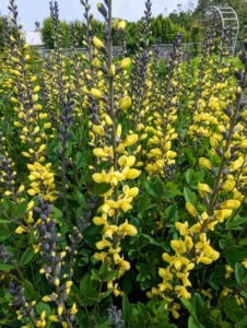 This is Baptisia ‘Carolina Moonlight’. This plant produces loads of sturdy spikes filled with rich buttery yellow pea-like blossoms that emerge in mid to late spring.