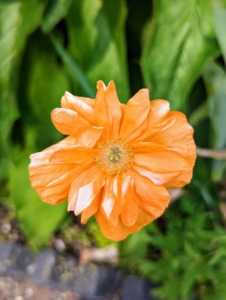 Here is a perennial poppy commonly called Moroccan poppy. Papaver atlanticum hails from Spain and Morocco and shows off soft apricot-orange, semi-double three-inch flowers.