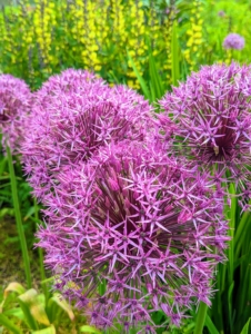 I grow so many alliums here at the farm and they continue to bloom so beautifully interspersed with other blooms. These easy-to-grow bulbs come in a broad palette of colors, heights, bloom times, and flower forms. They make excellent cut flowers for fresh or dried bouquets. What’s more, alliums are relatively resistant to deer, voles, chipmunks, and rabbits. This allium is 'Globemaster.'