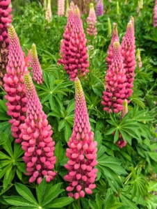Lupinus, commonly known as lupin or lupine, is a genus of flowering plants in the legume family, Fabaceae. The genus includes more than 200 species. It’s always great to see the tall spikes of lupines blooming in the garden. Lupines come in lovely shades of purple, pink, white, yellow, and even red. Lupines also make great companion plants, increasing the soil nitrogen for vegetables and other plants nearby.