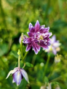The columbine plant, Aquilegia, is an easy-to-grow perennial that blooms in a variety of colors during spring. With soft-mounding scalloped leaves and delicate blossoms nodding on flower stems, columbine is ideal for borders, cottage gardens or naturalizing wooded areas. This columbine is a rich, dark purple with white tips. The bonnet-like flowers come in single hues and bi-colored in shades of white, pink, crimson, yellow, purple and blue.