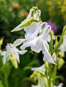 Here is a white columbine flower. On this, bright apple-green foliage forms under the tall stems bearing pure white flowers and short curled spurs.