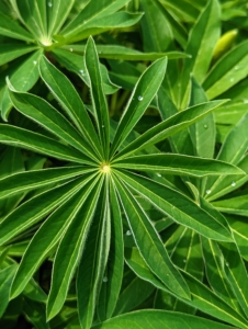The leaves of lupine are grey-green with silvery hairs. They are palmately compound in groups of nine to 17. Leaflets are two to five inches long, and up to an inch wide.
