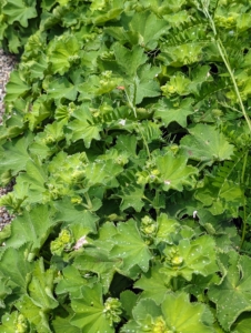 Lady’s mantle, Alchemilla vulgaris, grows along both sides of the path of my cutting garden. It is a clumping perennial which typically forms a mound of long-stalked, circular, scallop-edge light green leaves, with tiny, star-shaped, chartreuse flowers – they’re so pretty.