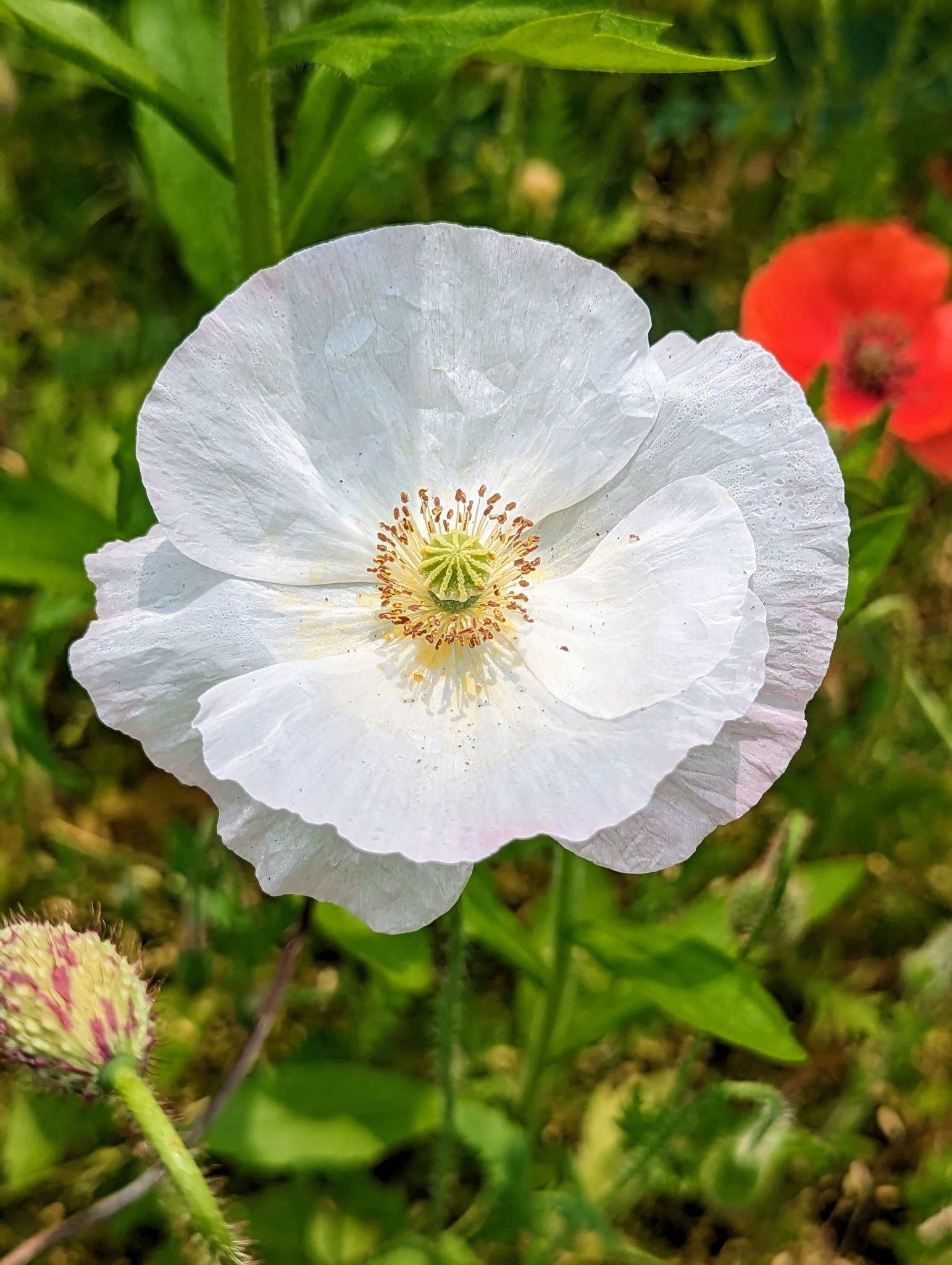 What's Blooming in My Flower Garden? - The Martha Stewart Blog