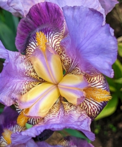 Anyone who visits this garden admires the bearded irises. These flowers get their common name from their blooms, which consist of upright petals called “standards,” pendant petals called “falls,” and fuzzy, caterpillar-like “beards” that rest atop the falls.