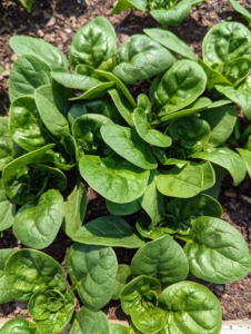 Everything is looking so lush and green. This is just some of the spinach. Spinach is an excellent source of vitamin K, vitamin A, vitamin C, folate, and a good source of manganese, magnesium, iron, and vitamin B2.