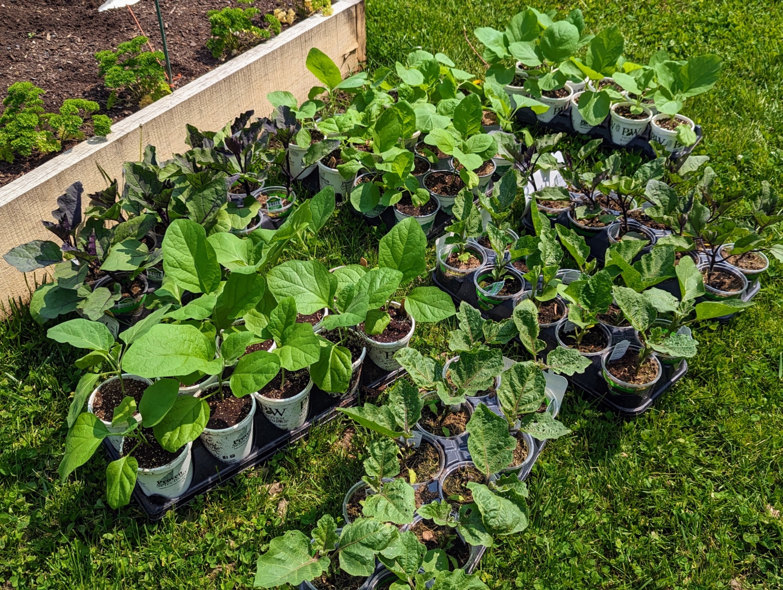 Planting Eggplants and Peppers in My Vegetable Garden The Martha Stewart Blog