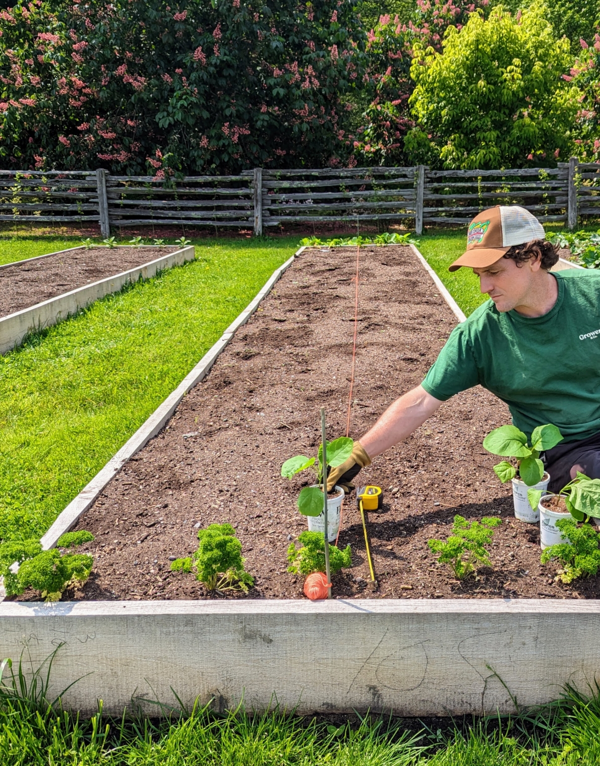 Planting Eggplants and Peppers in My Vegetable Garden The Martha Stewart Blog