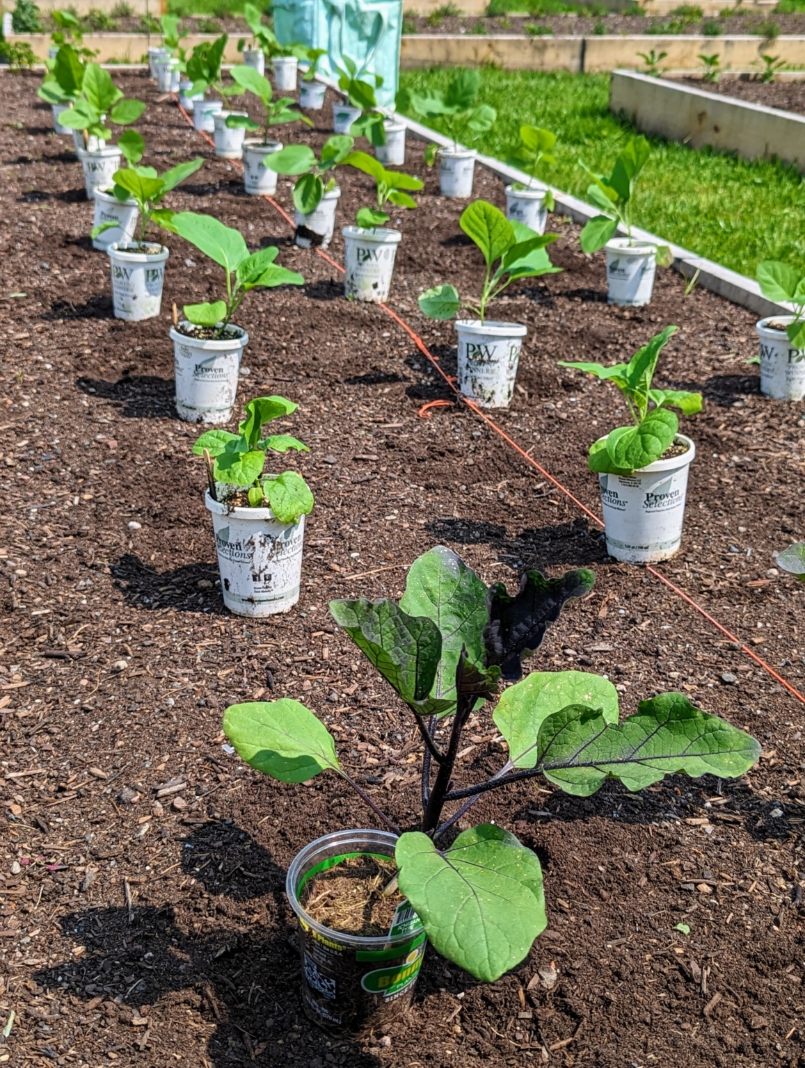 Planting Eggplants and Peppers in My Vegetable Garden The Martha Stewart Blog