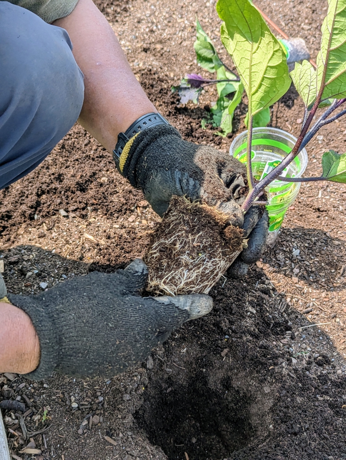 Planting Eggplants and Peppers in My Vegetable Garden The Martha Stewart Blog