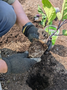 Phurba removes the eggplant plant from its pot, teases the roots and inserts it into the hole...