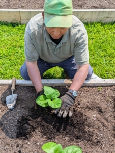 ...And then lightly presses the soil down around the plant. Plant eggplant in a location that gets full sun - at least six to eight hours of direct sunlight per day. Eggplant grows best in a well-drained sandy loam or loam soil that is fairly high in organic matter.