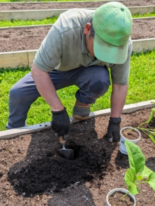Phurba uses a garden trowel to dig the holes. The eggplants should be grown in soil that’s at least six inches deep.