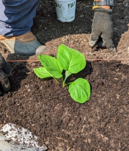 Here is one of the eggplants in the ground. Eggplants are ready to harvest as soon as 70 days after sowing the seeds.