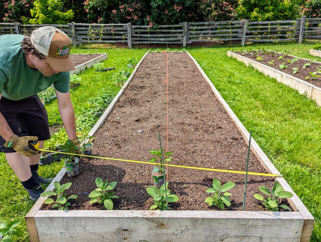Planting Eggplants and Peppers in My Vegetable Garden The Martha Stewart Blog