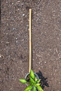 He uses a piece of cut bamboo as a guide for spacing the plants. Pepper plants should also be about 16 to 18 inches apart.