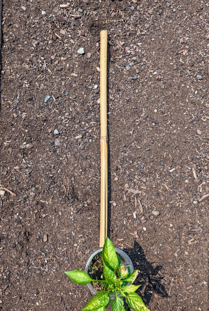 Planting Eggplants and Peppers in My Vegetable Garden The Martha Stewart Blog
