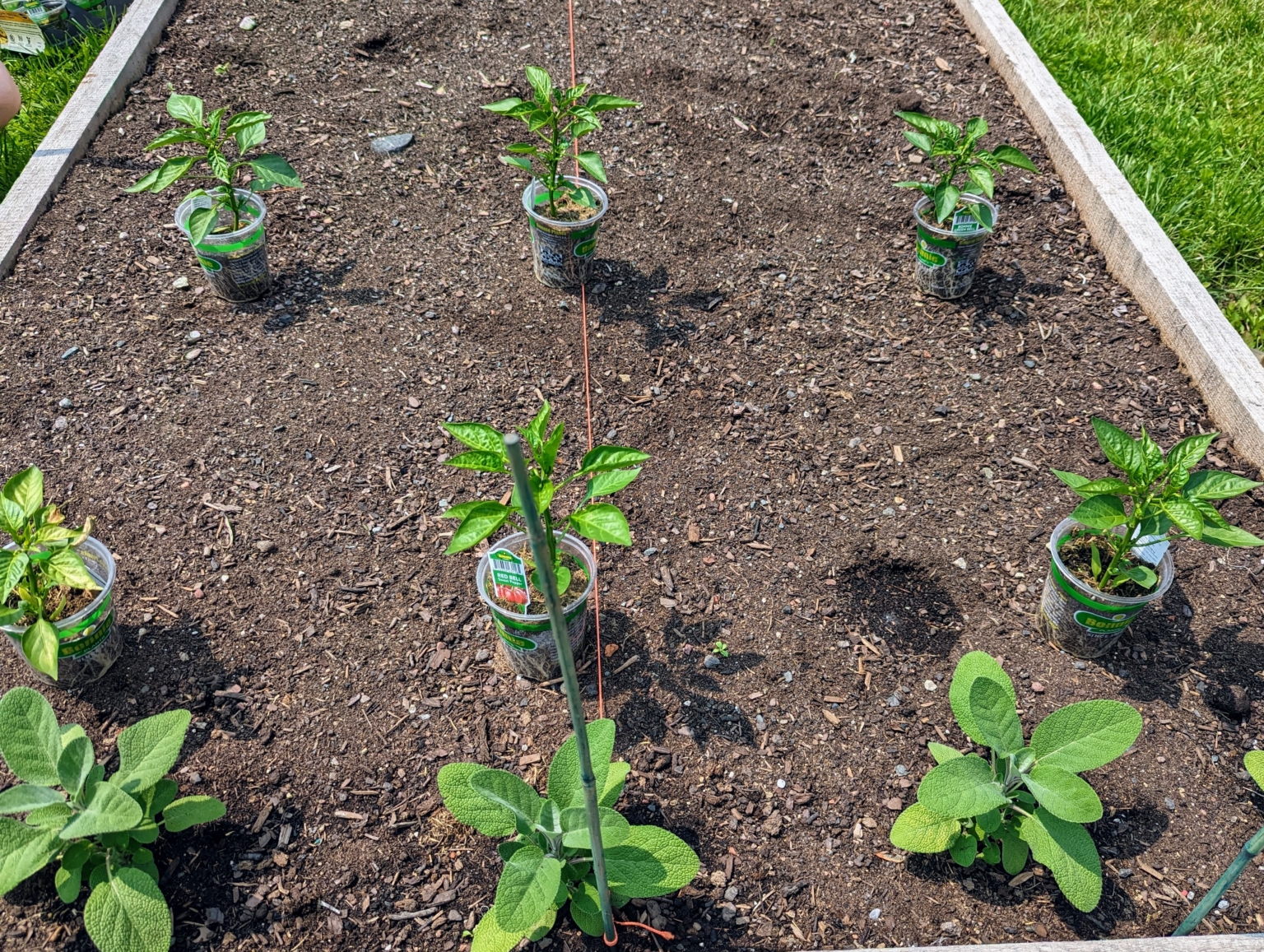 Planting Eggplants and Peppers in My Vegetable Garden The Martha Stewart Blog