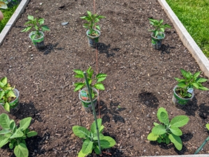 Here is one bed of sweet peppers all laid out and ready to plant.