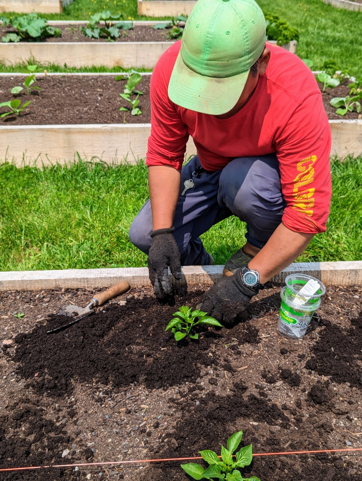 Planting Eggplants and Peppers in My Vegetable Garden The Martha Stewart Blog