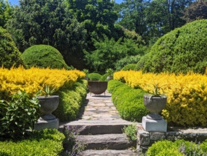 It's also perfect for trimming the bright golden barberry outside my Winter House. This is my upper terrace parterre, where I have four quadrants, each with a large boxwood shrub surrounded by a square hedge of boxwood and golden barberry. This is a look before the barberry is trimmed.