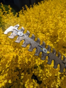 The hedge shear attachment with double-sided cutting blades cuts in both directions. Phurba starting on the golden barberry, which has a moderate growth rate of about one foot annually.