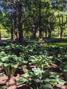 Hostas thrive in sites where filtered or dappled shade is available for much of the day, but they can survive in deep shade.