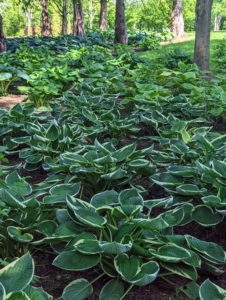Look at how full the garden is. Vigorous growing hostas can reach mature sizes in three to five years. Giant and slower growing hostas can take a little longer. I am so pleased with how well they're doing.